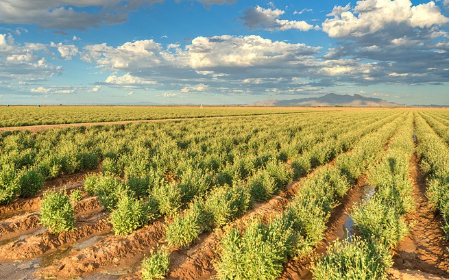 Bridgestone guayule shrubs