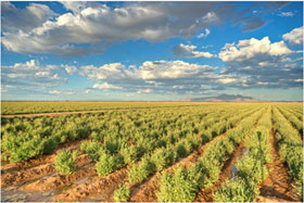 Guayule Research Farm