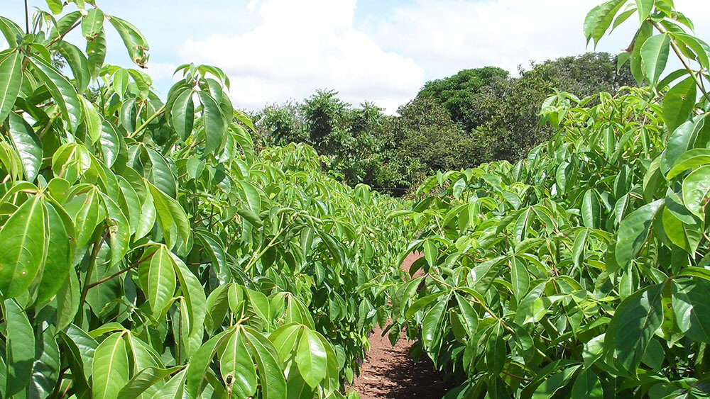 Bridgestone Colombia plants 375 trees to reduce carbon footprint
