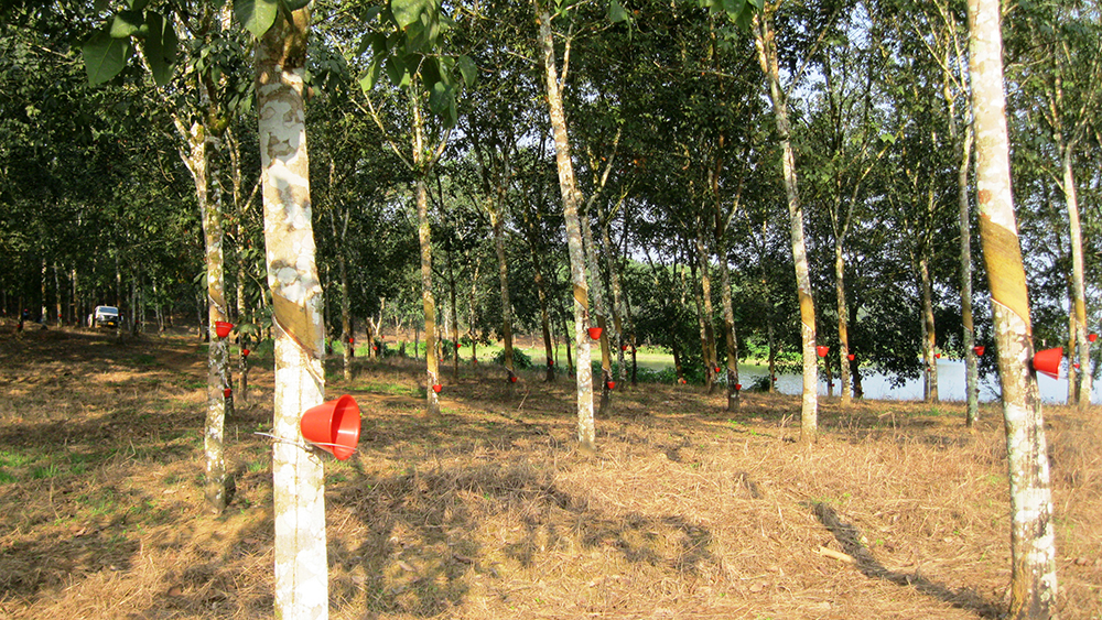 Firestone Liberia rubber trees