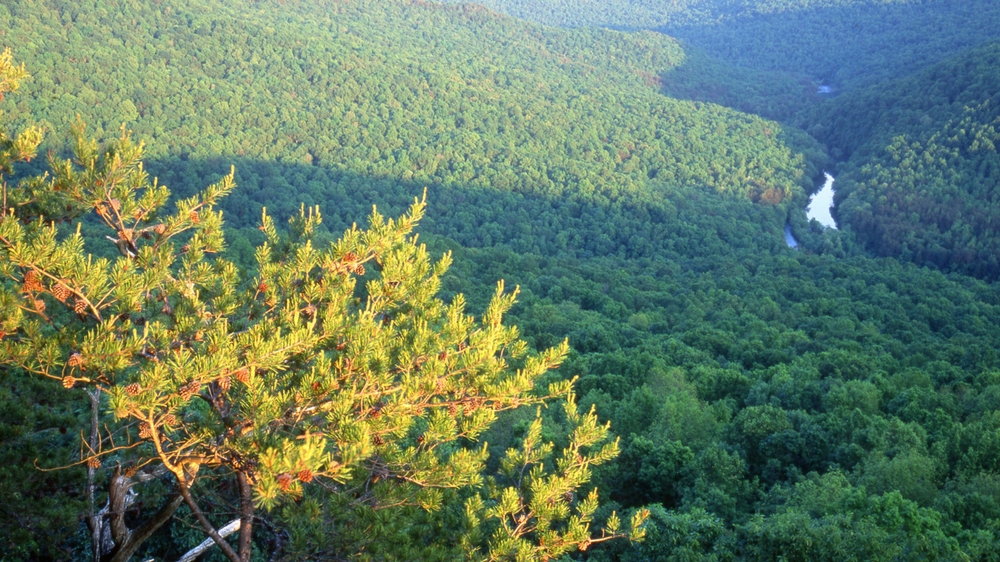 The Bridgestone Nature Reserve at Chestnut Mountain