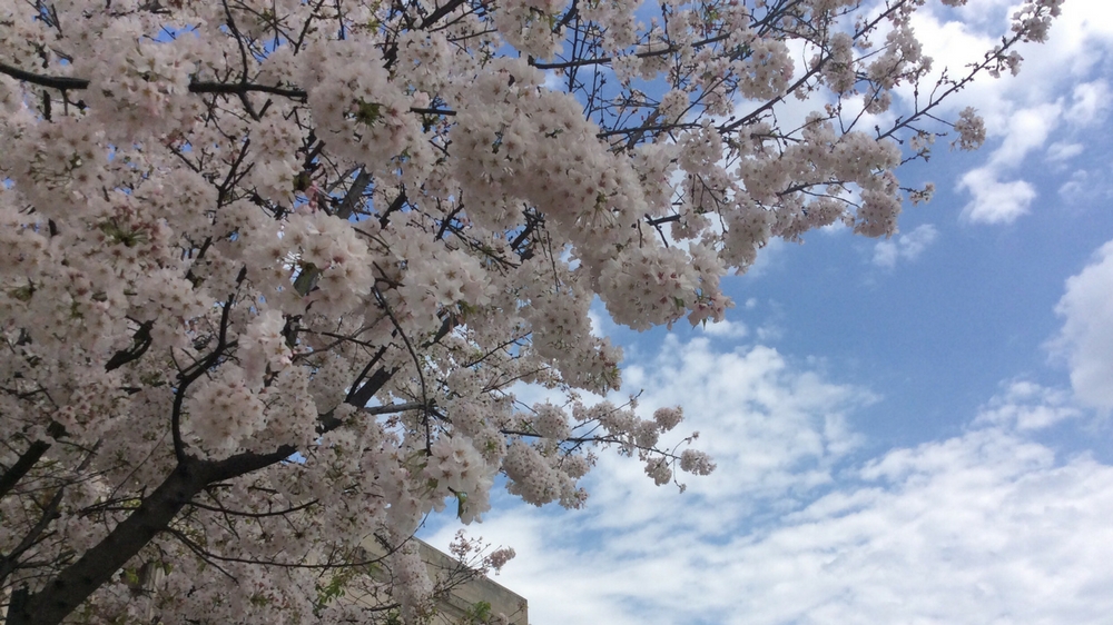 Nashville cherry blossoms