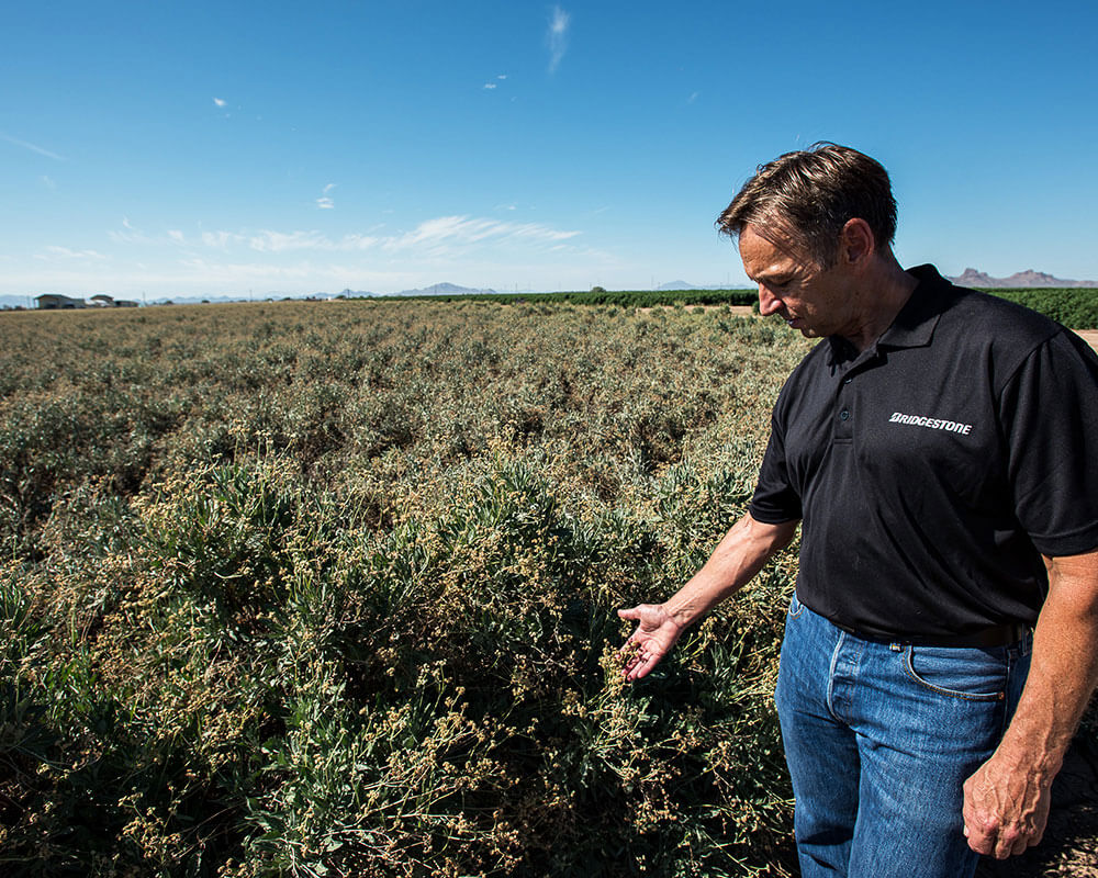 Guayule researcher