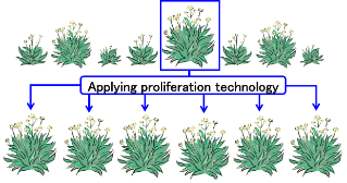 Guayule Infographic