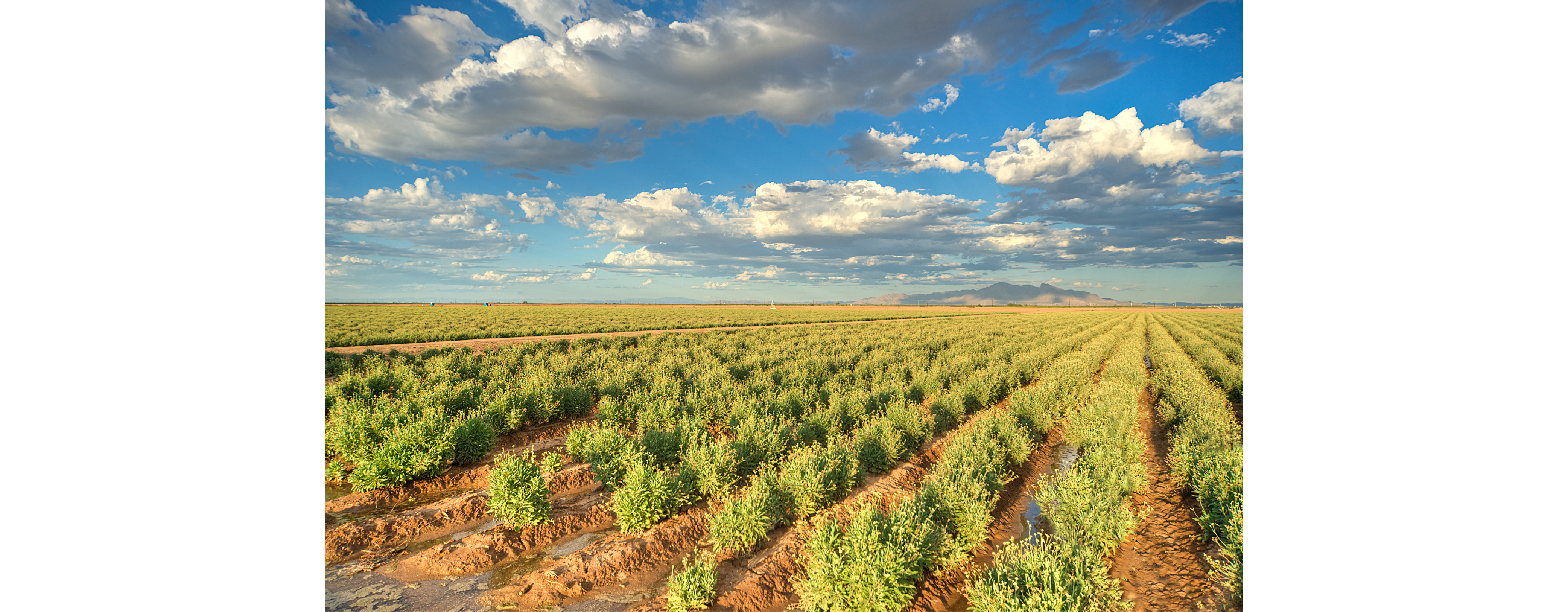 guayule farm