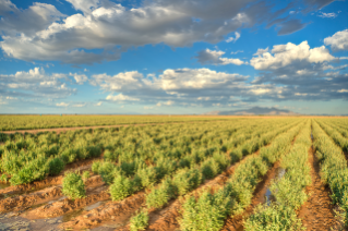 Guayule Farm in Eloy, AZ