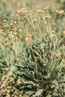 Up close shot of guayule shrub