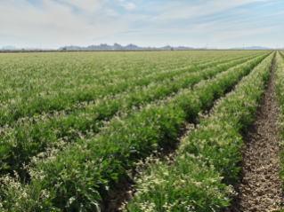 Eloy Field Picture