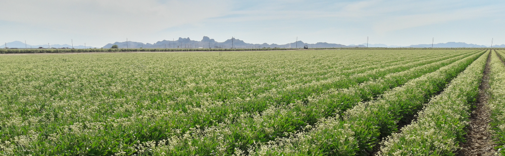 Eloy Field