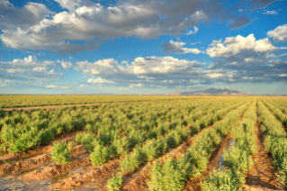 Wide shot of guayule farm in Arizona