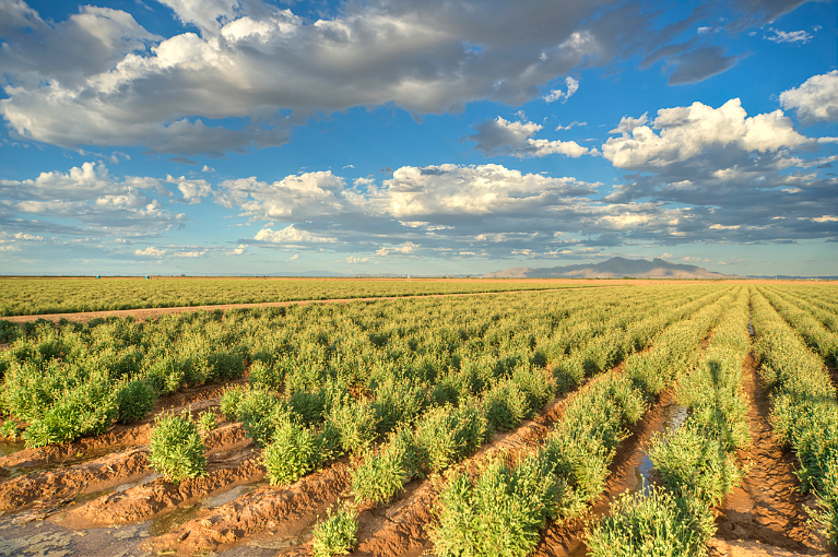 Image of guayule field