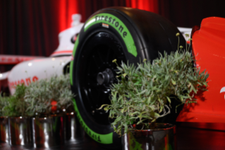 Guayule tire pictured next to focused on guayule plants