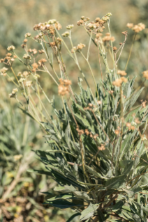 Close-up of guayule plant on the farm