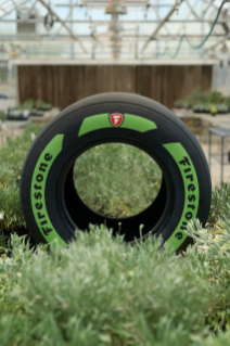 Guayule tire pictured w/ guayule desert shrub