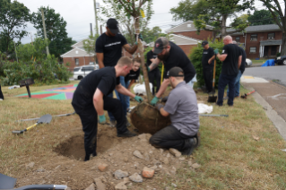 Teammates work together to plant cherry blossom trees
