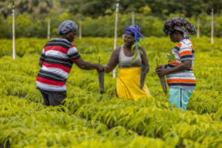 3 teammates working on Firestone Liberia natural rubber farm